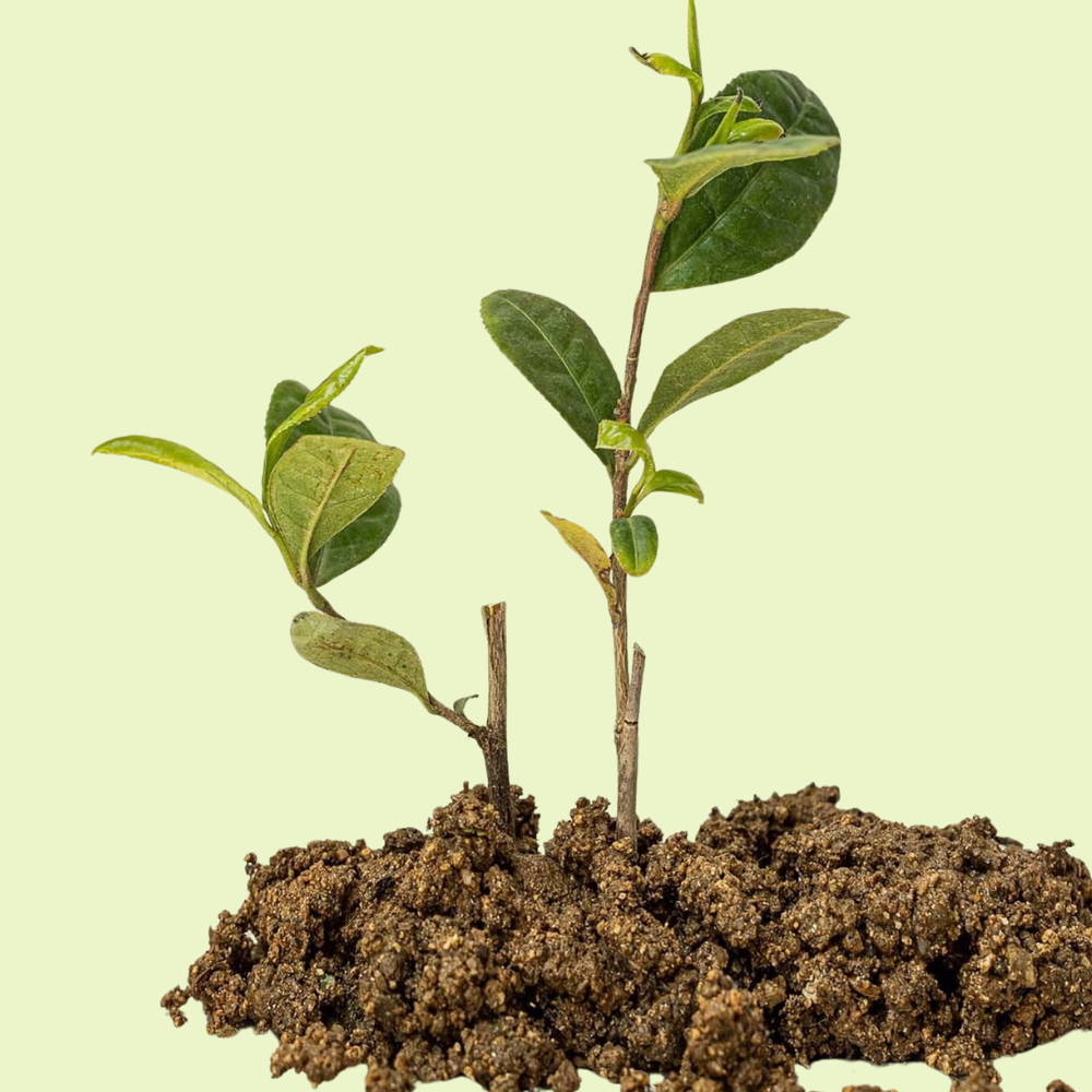 Beauty of Joseon Calming Serum Green Tea + Panthenol